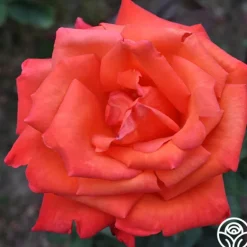Heirloom Roses Wildfire™ New