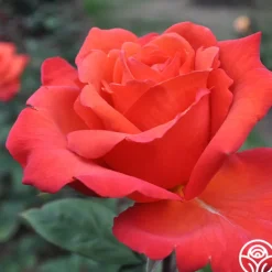 Heirloom Roses Wildfire™ New