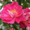 Heirloom Roses William Baffin Sale