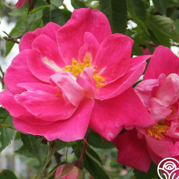 Heirloom Roses William Baffin Sale