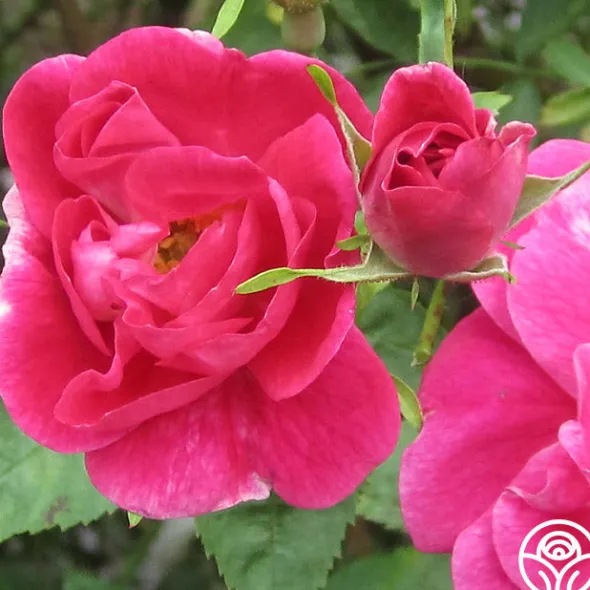 Heirloom Roses William Baffin Sale