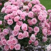 Heirloom Roses William P.J. McCarthy™ Sale