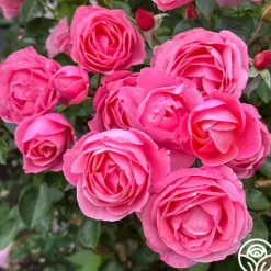 Heirloom Roses William P.J. McCarthy™ Sale