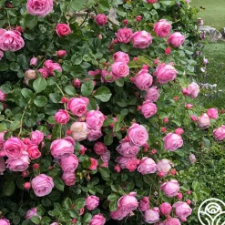 Heirloom Roses William P.J. McCarthy™ Sale