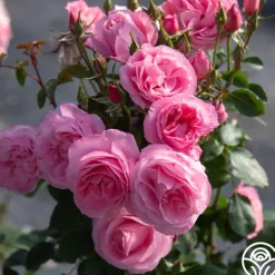 Heirloom Roses William P.J. McCarthy™ Sale