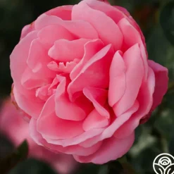 Heirloom Roses William P.J. McCarthy™ Sale