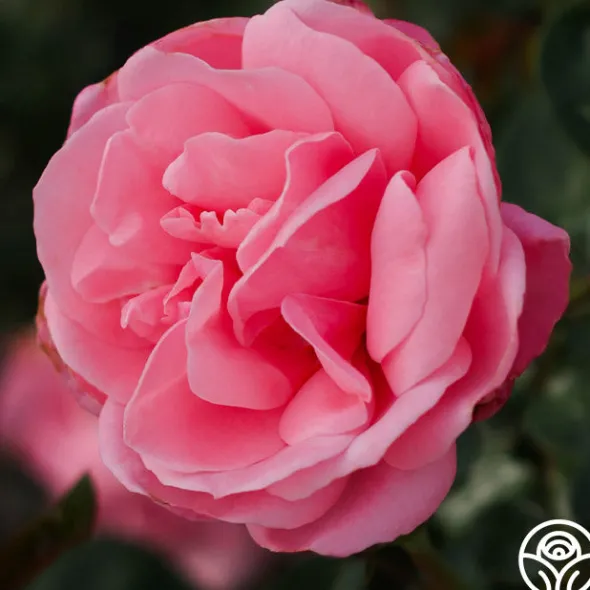 Heirloom Roses William P.J. McCarthy™ Sale