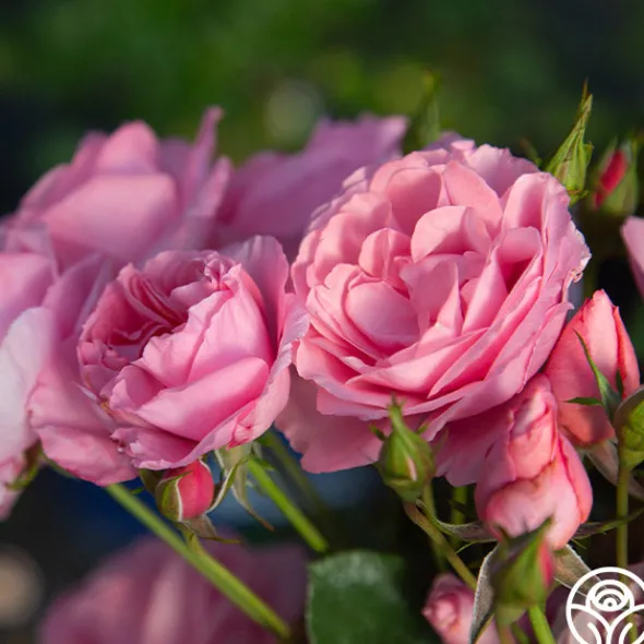 Heirloom Roses William P.J. McCarthy™ Sale