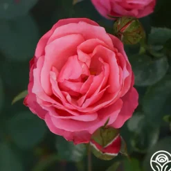Heirloom Roses William P.J. McCarthy™ Sale