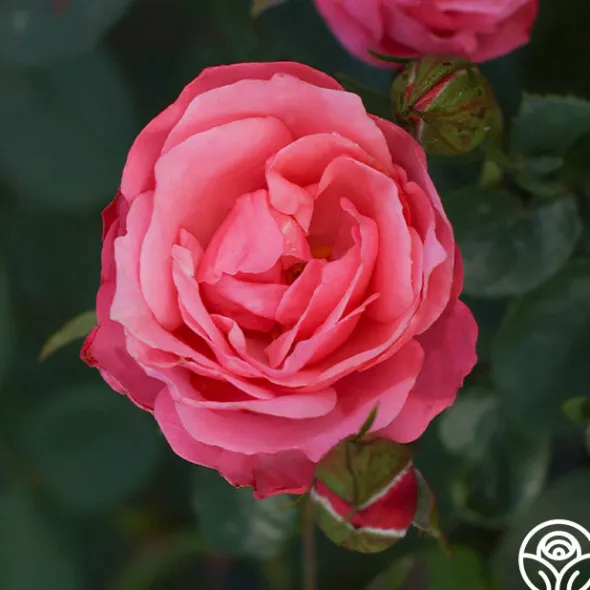 Heirloom Roses William P.J. McCarthy™ Sale