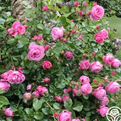 Heirloom Roses William P.J. McCarthy™ Sale