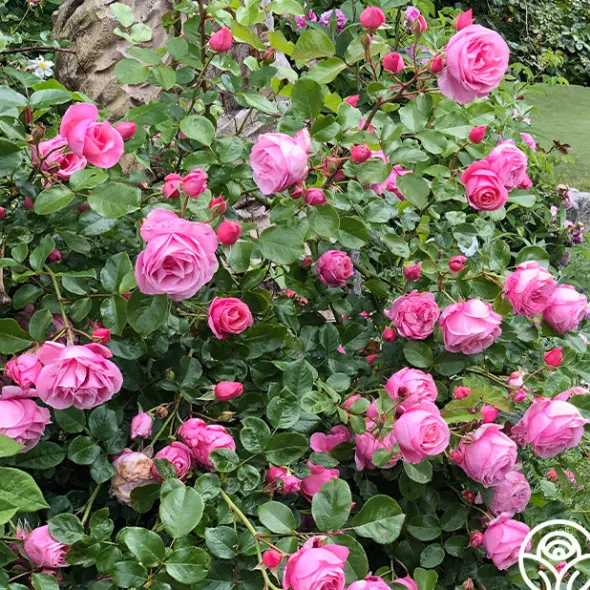Heirloom Roses William P.J. McCarthy™ Sale