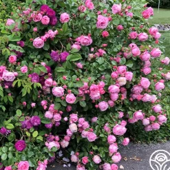 Heirloom Roses William P.J. McCarthy™ Sale
