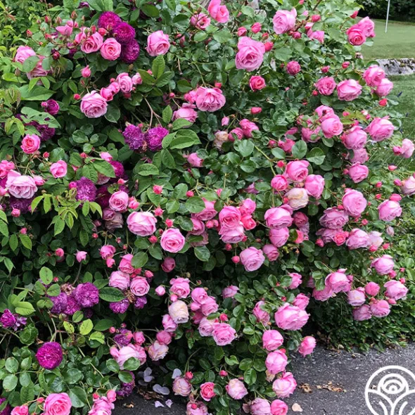 Heirloom Roses William P.J. McCarthy™ Sale