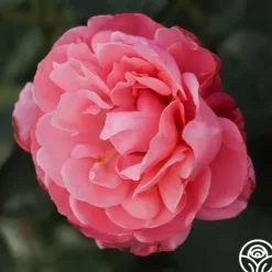 Heirloom Roses William P.J. McCarthy™ Sale