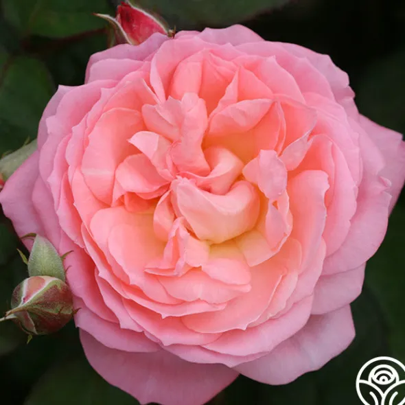Heirloom Roses Windsor Castle Wedding™ Discount