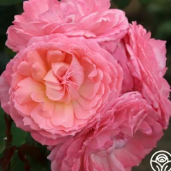 Heirloom Roses Windsor Castle Wedding™ Discount