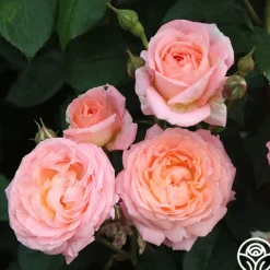 Heirloom Roses Windsor Castle Wedding™ Discount