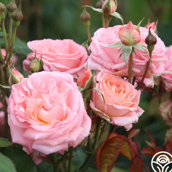 Heirloom Roses Windsor Castle Wedding™ Discount