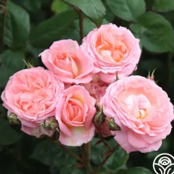 Heirloom Roses Windsor Castle Wedding™ Discount
