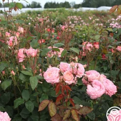 Heirloom Roses Windsor Castle Wedding™ Discount