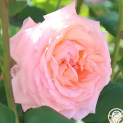 Heirloom Roses Windsor Castle Wedding™ Discount