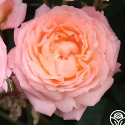 Heirloom Roses Windsor Castle Wedding™ Discount