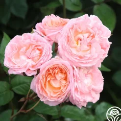 Heirloom Roses Windsor Castle Wedding™ Discount