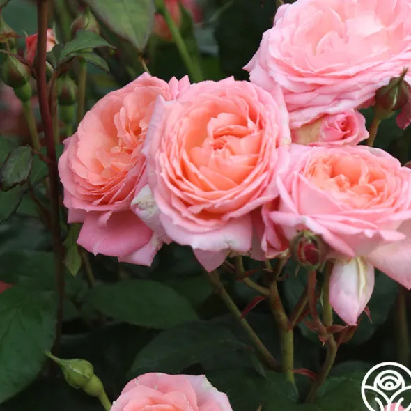Heirloom Roses Windsor Castle Wedding™ Discount