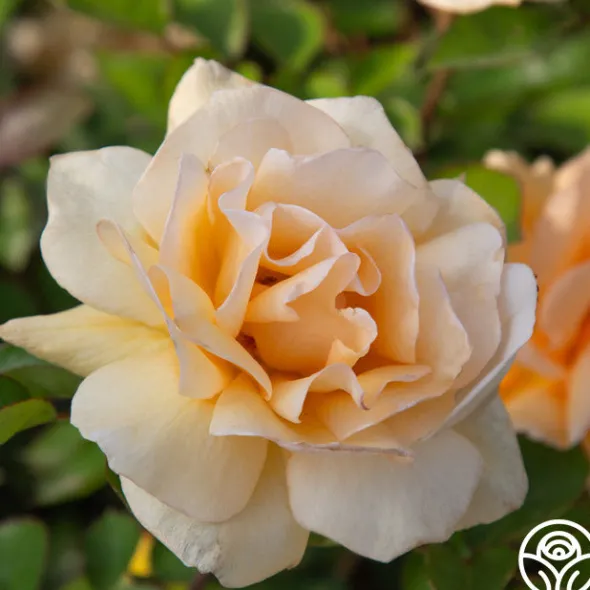 Heirloom Roses Winter Sunset Discount
