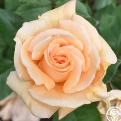 Heirloom Roses Winter Sunset Discount