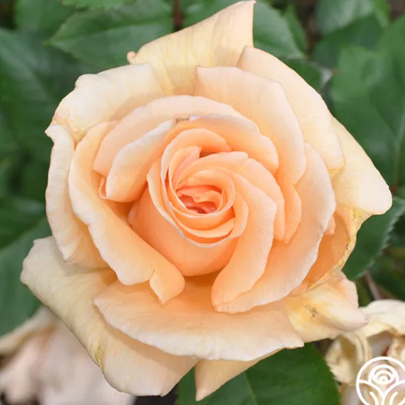 Heirloom Roses Winter Sunset Discount