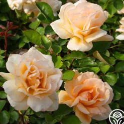 Heirloom Roses Winter Sunset Discount