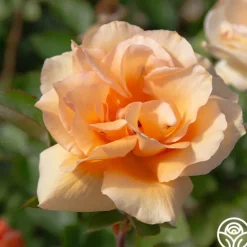 Heirloom Roses Winter Sunset Discount