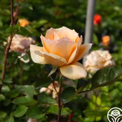 Heirloom Roses Winter Sunset Discount