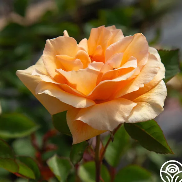 Heirloom Roses Winter Sunset Discount