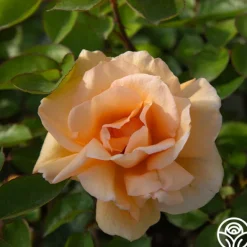 Heirloom Roses Winter Sunset Discount