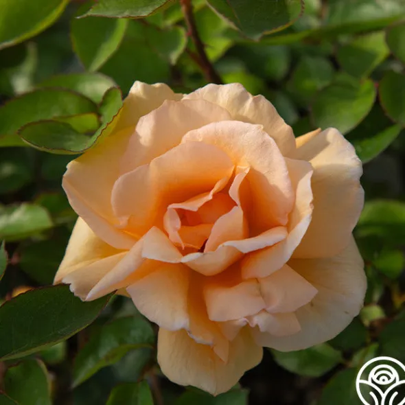 Heirloom Roses Winter Sunset Discount