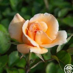 Heirloom Roses Winter Sunset Discount