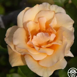 Heirloom Roses Winter Sunset Discount