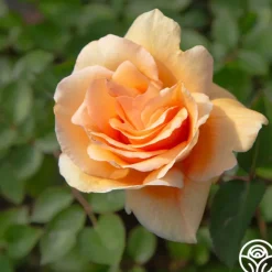 Heirloom Roses Winter Sunset Discount