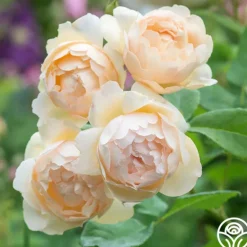 Heirloom Roses Wollerton Old Hall™