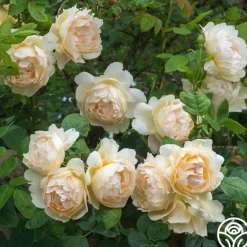 Heirloom Roses Wollerton Old Hall™