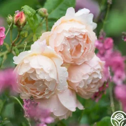Heirloom Roses Wollerton Old Hall™