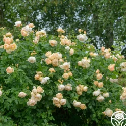 Heirloom Roses Wollerton Old Hall™