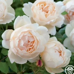 Heirloom Roses Wollerton Old Hall™