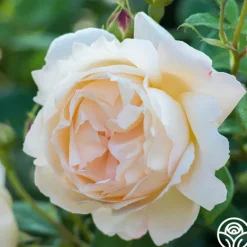 Heirloom Roses Wollerton Old Hall™