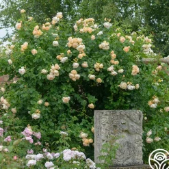 Heirloom Roses Wollerton Old Hall™
