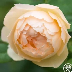 Heirloom Roses Wollerton Old Hall™