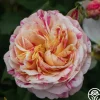 Heirloom Roses Wonderstripe™ New